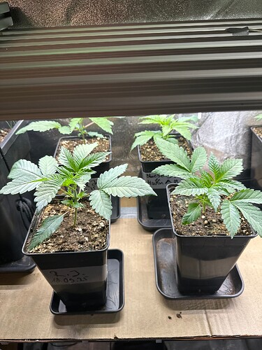 Growreport Bild 36