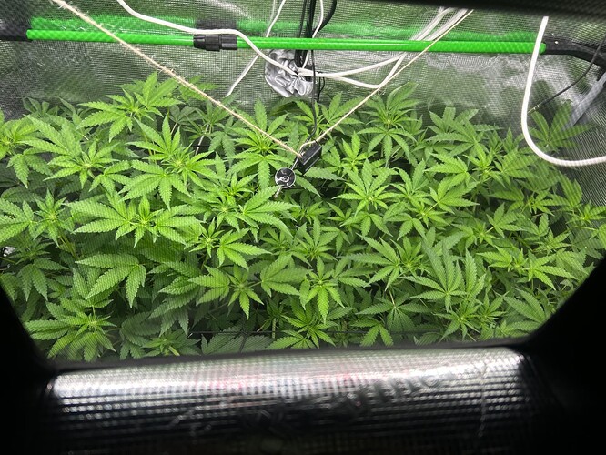 Growreport Bild 28