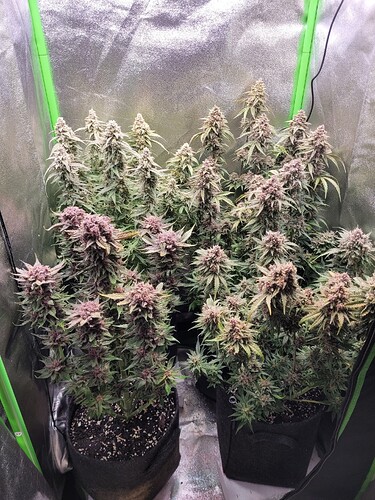 Growreport Bild 1