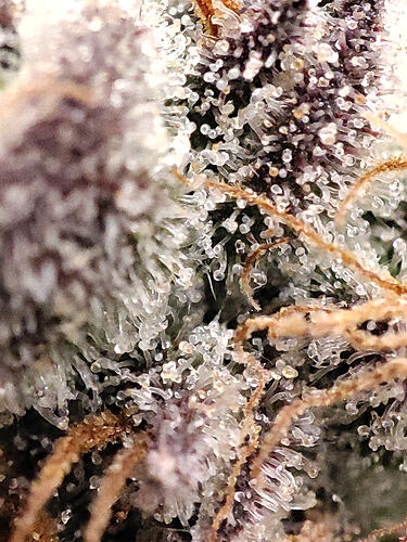 Growreport Bild 8