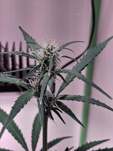 Growreport Bild 174