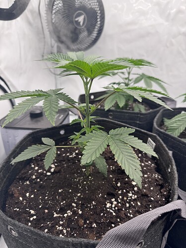 Growreport Bild 4
