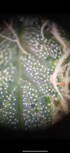 Growreport Bild 3