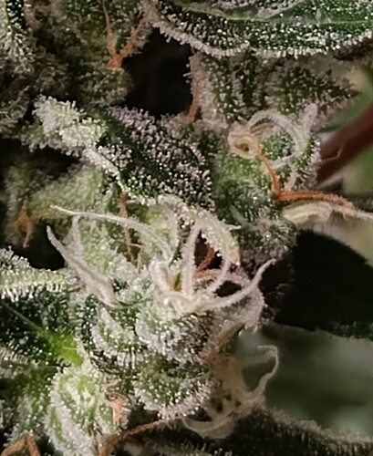Growreport Bild 13