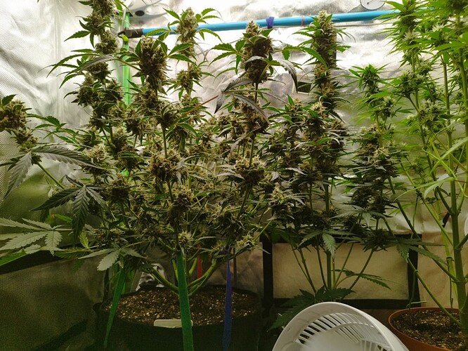 Mehrere Cannabis-Pflanzen in voller Blüte, mit dichten, harzigen Buds, die sich über die gesamte Pflanze erstrecken. Die Pflanzen stehen in einem Zelt, mit einem Ventilator im Vordergrund.