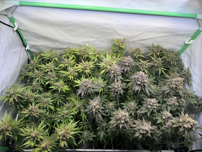 Growreport Bild 46