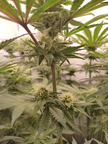 Growreport Bild 29