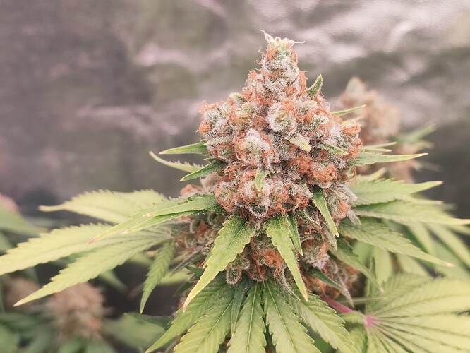 Growreport Bild 79