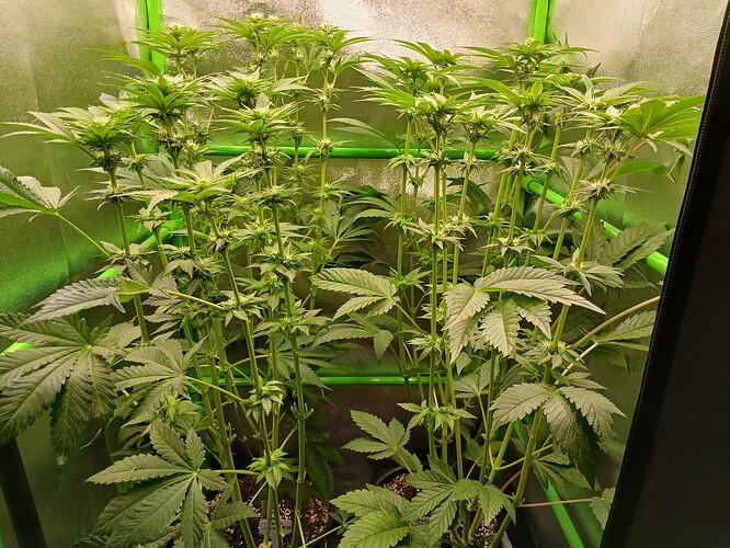 Growreport Bild 15