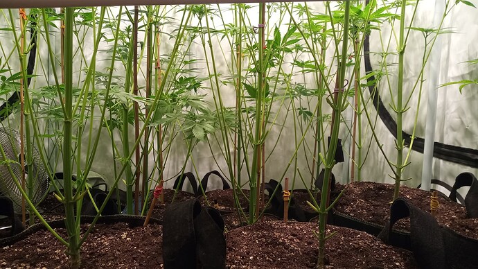 Growreport Bild 46