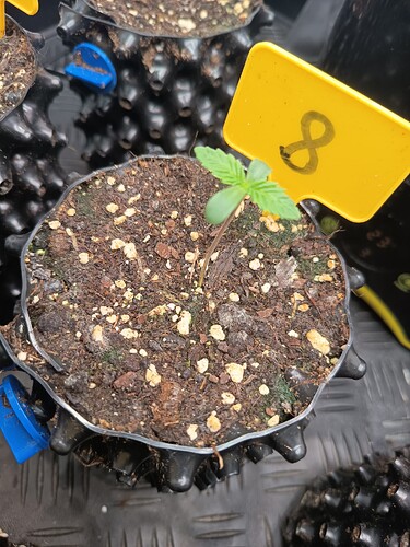 Growreport Bild 42
