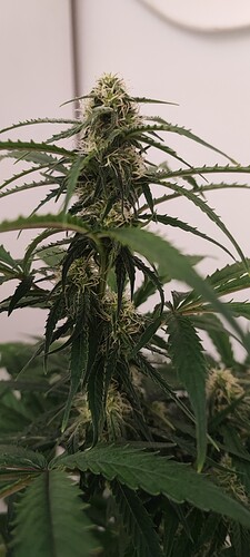 Growreport Bild 5