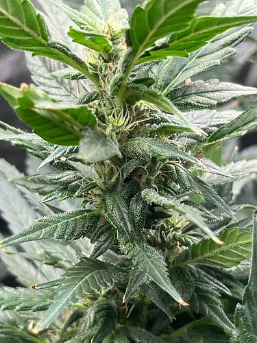 Growreport Bild 8