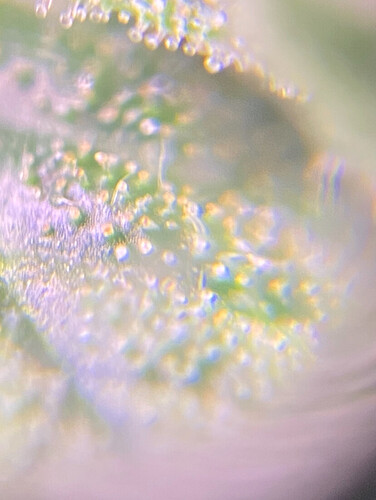 Growreport Bild 5