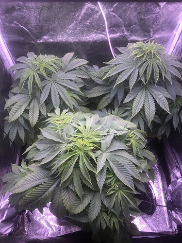 Growreport Bild 1