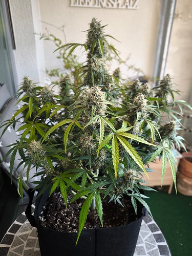 Growreport Bild 3