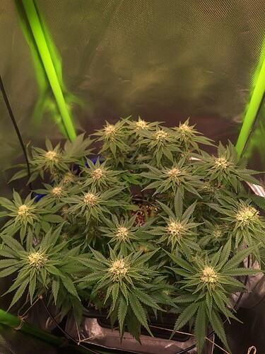 Growreport Bild 4