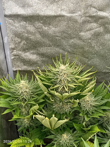 Growreport Bild 1