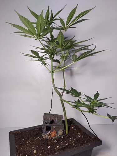 IMG_20240319_144153_233