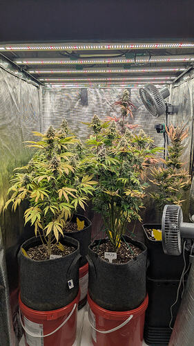 Vier blühende Cannabispflanzen in einem Growzelt unter LED-Beleuchtung. Zwei Pflanzen stehen vorne in grauen Stofftöpfen auf roten Eimern, zwei weitere stehen dahinter in schwarzen Töpfen. Ventilatoren sind an der rechten Zeltwand montiert.