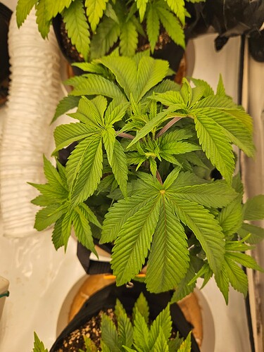 Growreport Bild 32