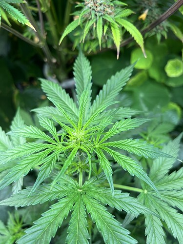 Growreport Bild 17