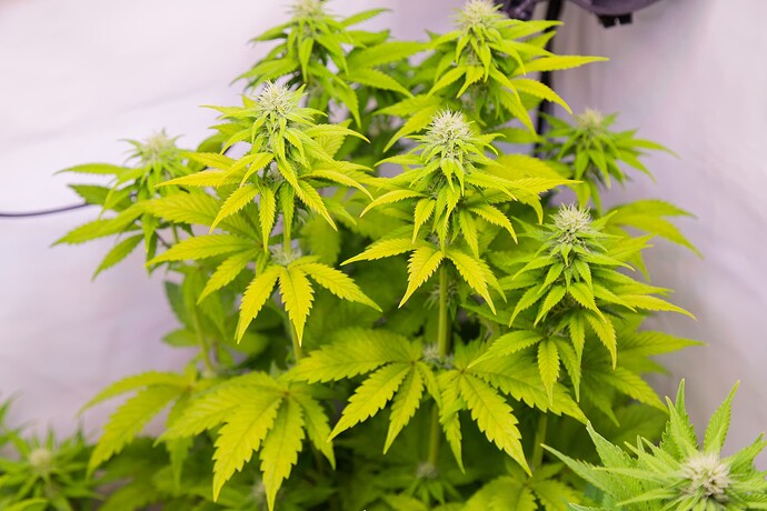 Growreport Bild 2