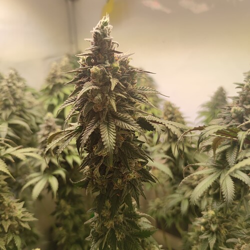 Growreport Bild 12
