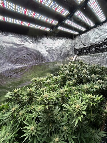 Viele blühende Cannabispflanzen unter LED-Wachstumslichtern in einem Zelt.