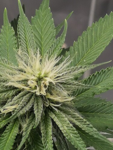 Growreport Bild 7