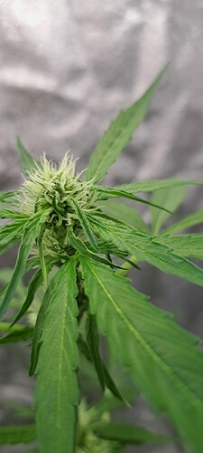 Growreport Bild 8