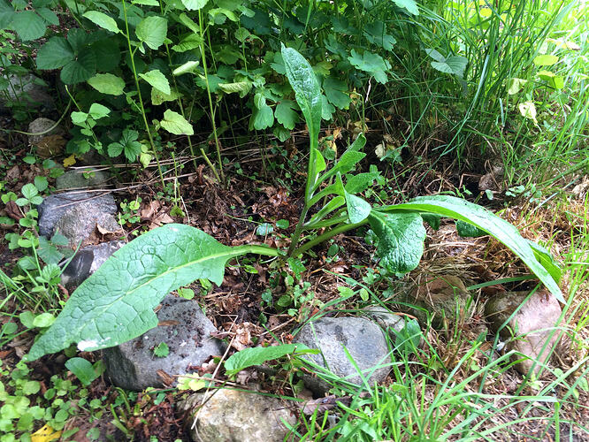 Grow26_0608_04