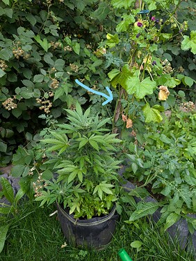 PXL_20250625_183555380_LI