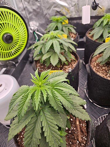Growreport Bild 33
