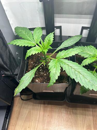 Growreport Bild 1