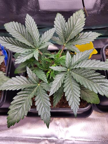 Growreport Bild 2