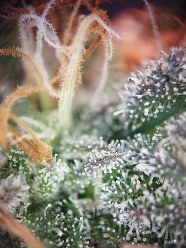 Growreport Bild 12