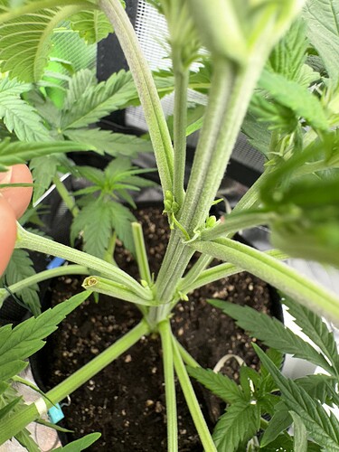 Growreport Bild 1