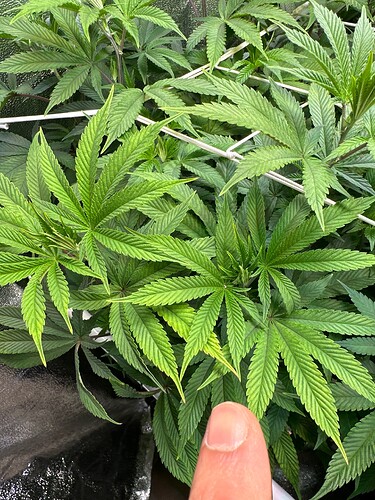 Growreport Bild 36