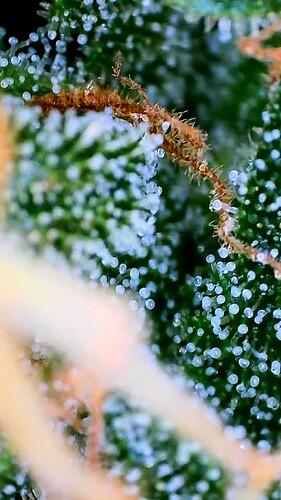 Growreport Bild 8