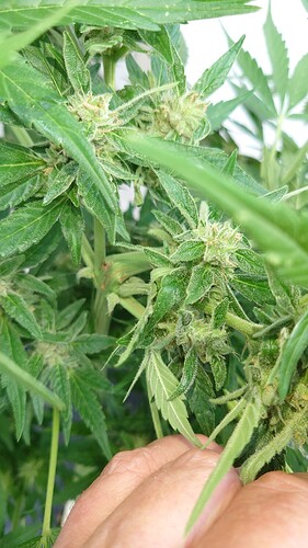 Growreport Bild 22