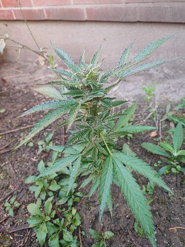 Growreport Bild 1