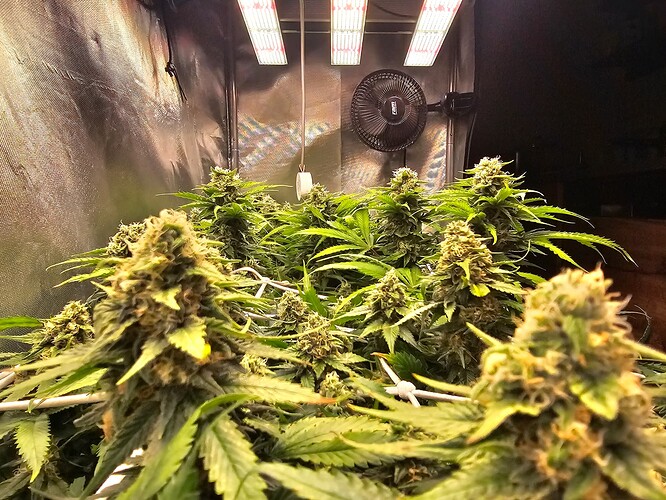 Growreport Bild 7