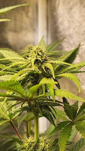 Growreport Bild 10