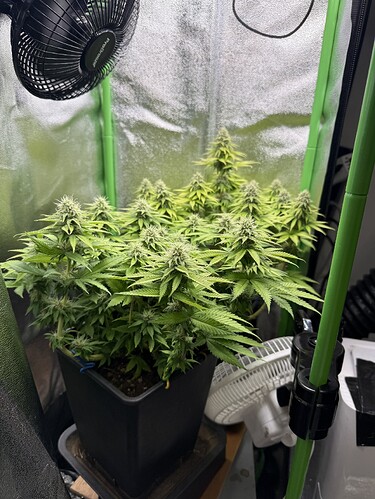 Growreport Bild 25