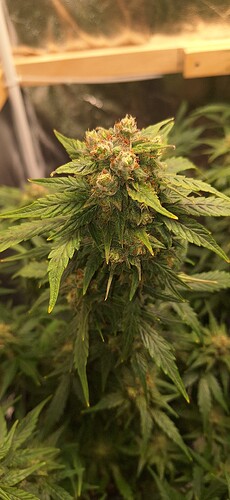 Growreport Bild 3