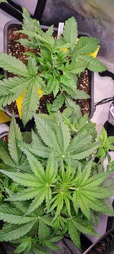 WhatsApp Image 2025-12-13 at 14.02.38 (2)