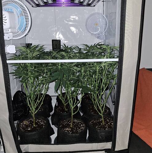 Growreport Bild 3