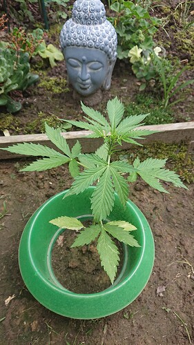 Growreport Bild 25