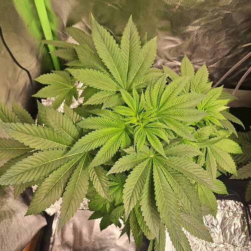 Eine junge Cannabispflanze in der Wachstumsphase, von oben betrachtet, mit breiten, grünen Blättern, die sich aus einem zentralen Stamm entwickeln.
